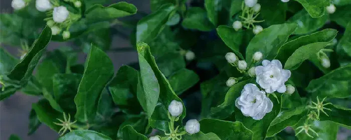 栀子花的寓意和花语 栀子花的寓意和花语有哪些