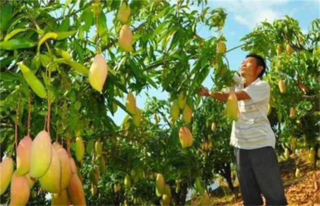 芒果高产栽培技术