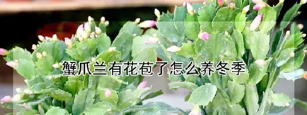 蟹爪兰有花苞了怎么养冬季