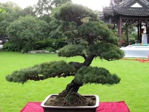 海派盆景 | 海派盆景的代表型树种及艺术风格