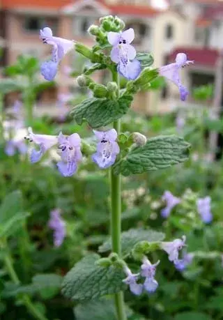 猫薄荷的花语是什么？