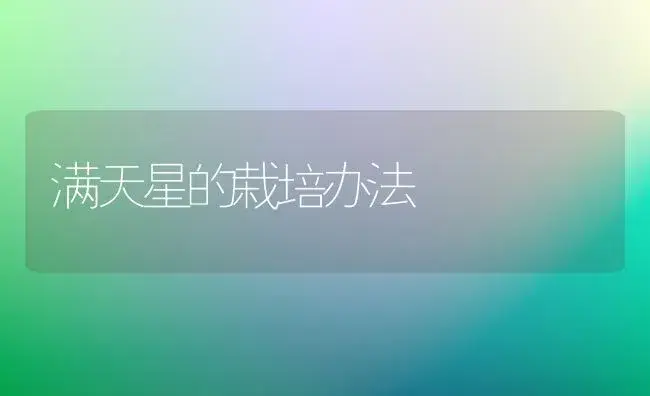 满天星的栽培办法 | 家庭养花