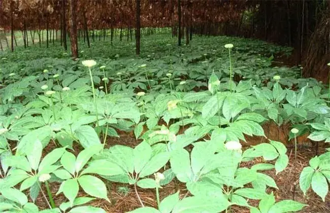 三七高产种植技术