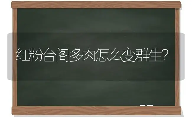 红粉台阁多肉怎么变群生？ | 多肉养殖