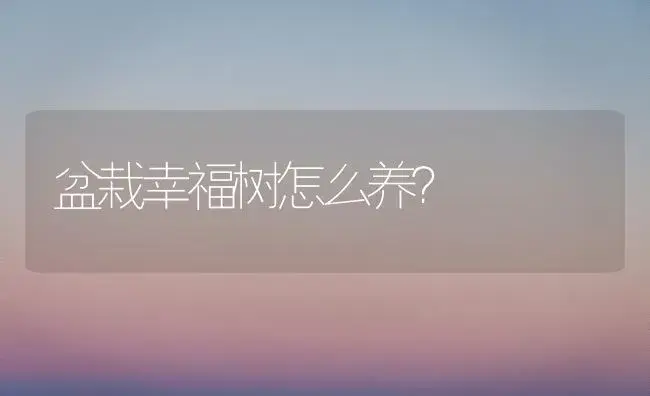 盆栽幸福树怎么养？ | 家庭养花