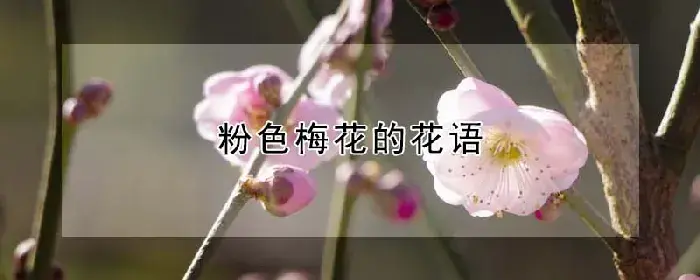 粉色梅花的花语