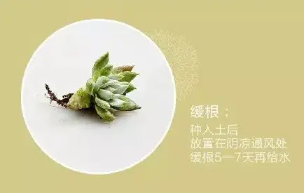 盆景养护管理 | 多肉盆栽的养护