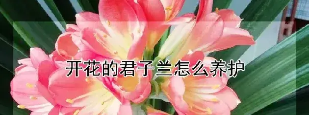 开花的君子兰怎么养护