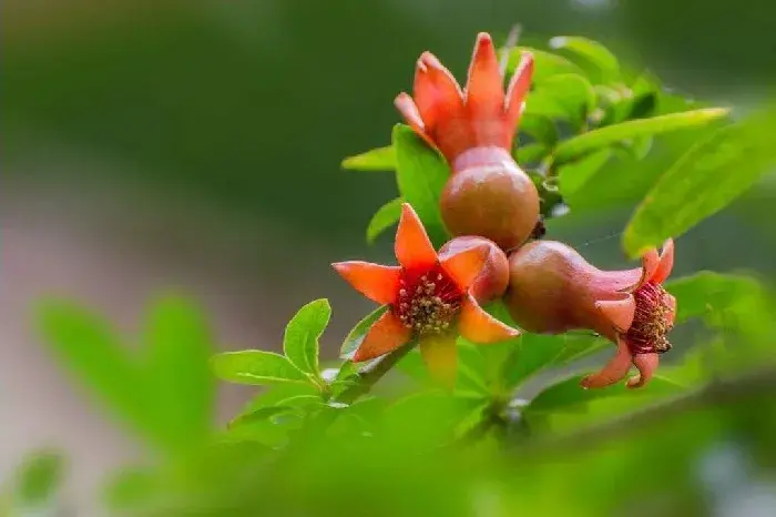 石榴花的花语，石榴花在古代的别称