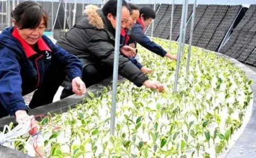 花卉果蔬盆景 | 万年青什么时候移盆好 怎样移栽
