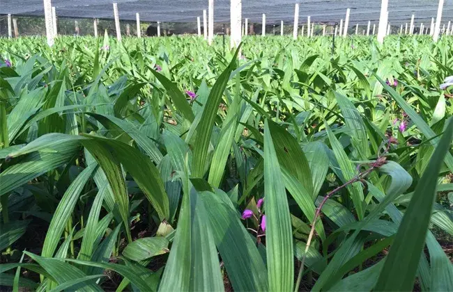 白芨栽培条件