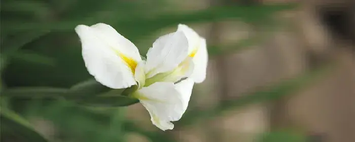 鸢尾花的花语及传说