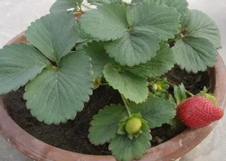 花卉果蔬盆景 | 怎样在花盆里种植草莓