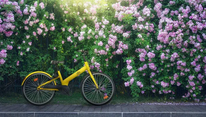 蔷薇的花语和寓意是什么 蔷薇花的花语和寓意