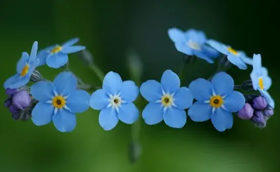 25种常见花花语大全