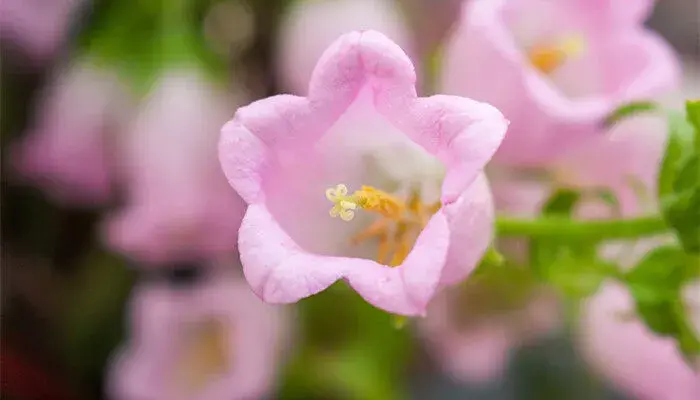 风铃草的花语 风铃草的花语是什么