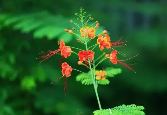 金凤花的花语是什么，金凤花的传说故事/花语逃亡