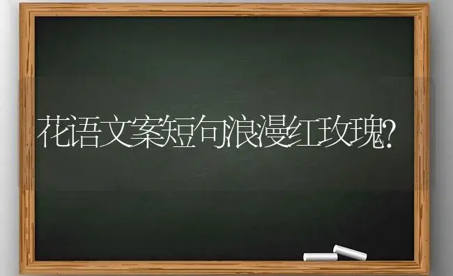 花语文案短句浪漫红玫瑰？ | 绿植常识