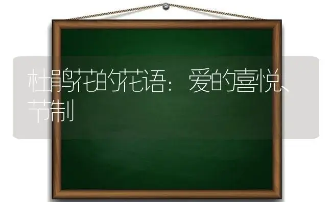 杜鹃花的花语：爱的喜悦、节制 | 绿植寓意