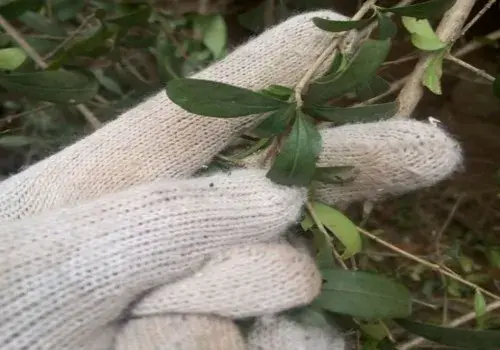 花卉果蔬盆景 | 盆栽石榴冬天落叶吗