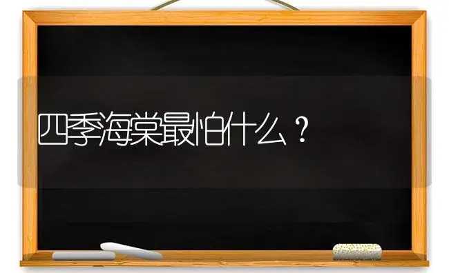 四季海棠最怕什么？ | 绿植常识