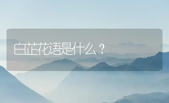 白芷花语是什么？ | 药材种植