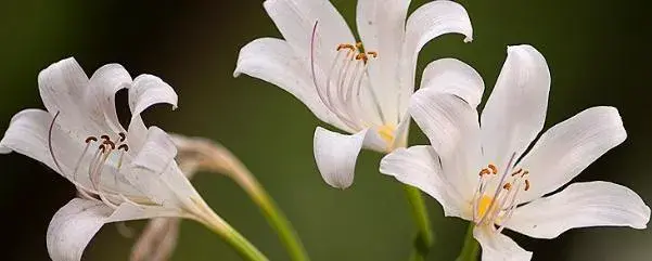 千千花种植介绍？