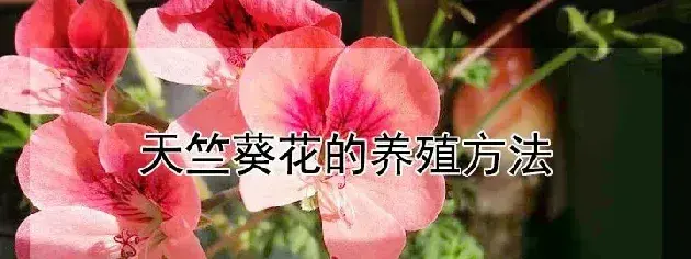 天竺葵花的养殖方法