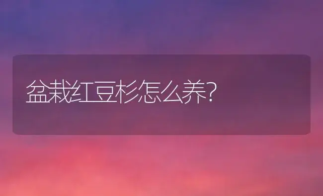 盆栽红豆杉怎么养？ | 家庭养花