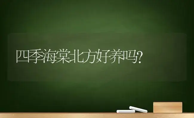 四季海棠北方好养吗？ | 绿植常识