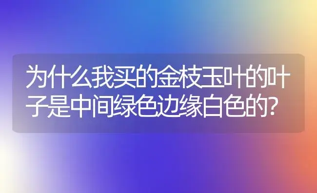 为什么我买的金枝玉叶的叶子是中间绿色边缘白色的？ | 多肉养殖