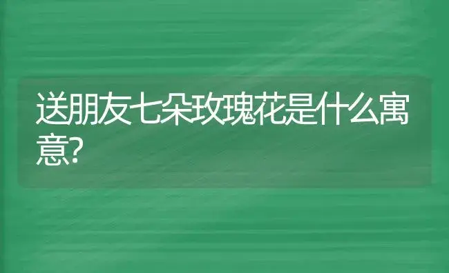 送朋友七朵玫瑰花是什么寓意？ | 绿植常识