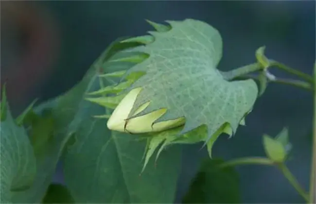 棉花整枝技术要点