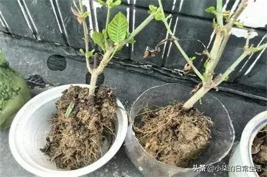 栀子花烂根严重，水培行吗？