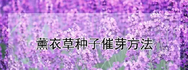 薰衣草种子催芽方法