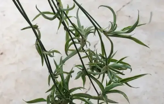 盆景养护管理 | 吊兰抽藤变枯萎竟然是这个原因