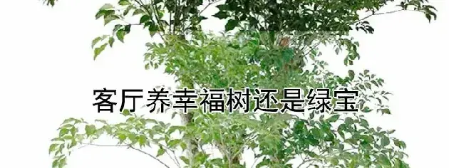 客厅养幸福树还是绿宝