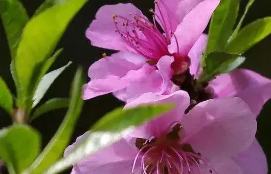 桃花夏天开吗