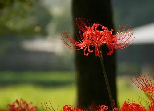 表示孤独的花 花语是孤独的花