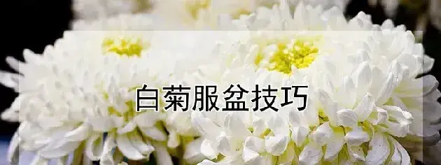 白菊服盆技巧