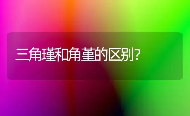 三角瑾和角堇的区别？ | 绿植常识