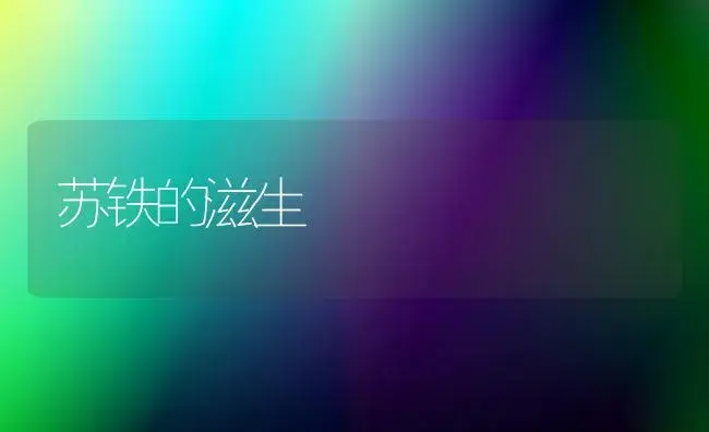 苏铁的滋生 | 家庭养花