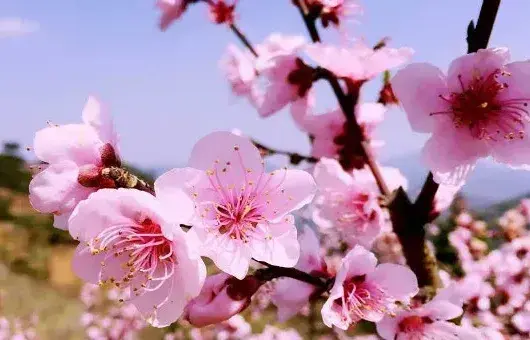 桃花开花过程