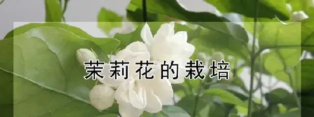 茉莉花的栽培