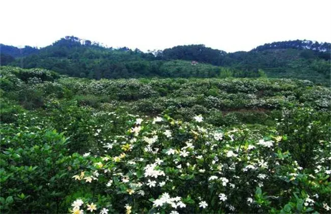 栀子花怎么养