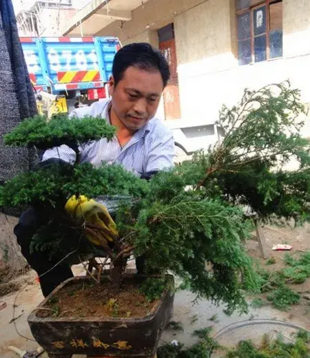 花卉果蔬盆景 | 松树盆景移栽技术