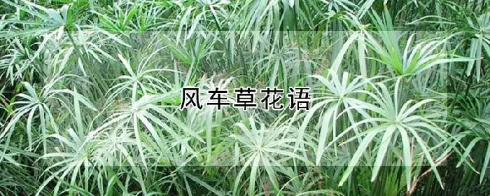 风车草花语