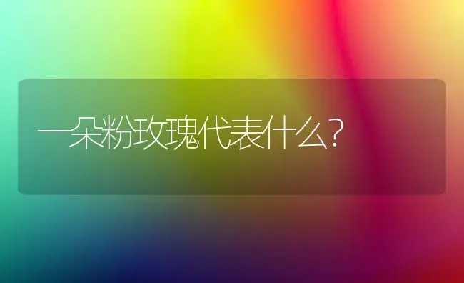 一朵粉玫瑰代表什么？ | 绿植常识