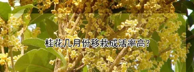 桂花几月份移栽成活率高?