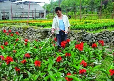 盆栽施肥 | 盆景花卉施肥要诀